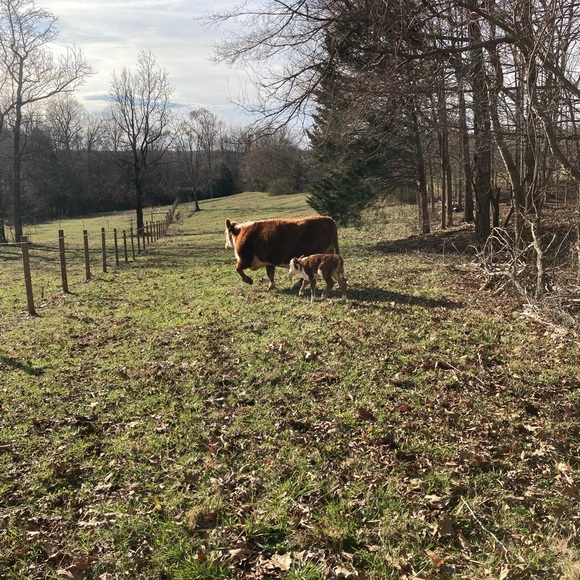 The cows - Picture 6 of 10